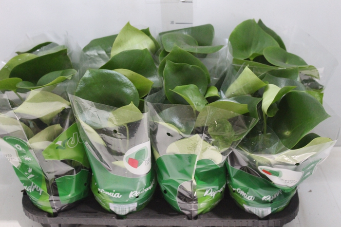 <h4>PEPEROMIA POLYBOTRYA RAINDROP P14</h4>