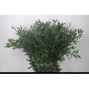 DANAE RACEMOSA PB