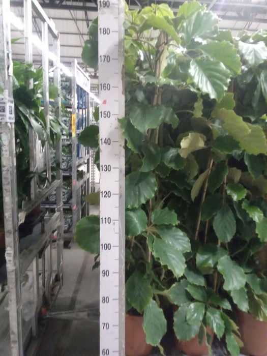 <h4>Tetrastigma voinierianum</h4>