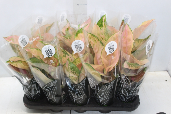 <h4>AGLAONEMA VARIADA P12 PREMIUM</h4>