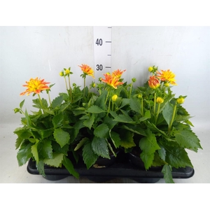 Dahlia  'Hypnotica Tropc Bree'