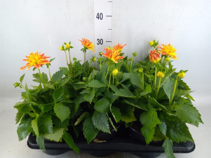 Dahlia  'Hypnotica Tropc Bree'