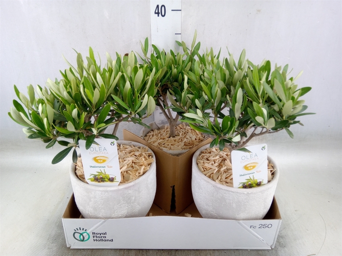 <h4>Arr.   Tuinplanten H%</h4>