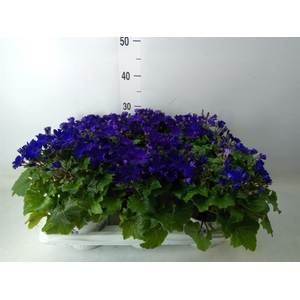 Pericallis cr. 'Senetti Blue Deep'