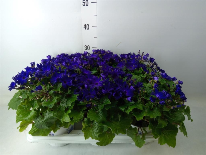<h4>Pericallis cr. 'Senetti Blue Deep'</h4>