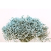 Dried Statice Tatarica Pkg L Blue 4kg Box