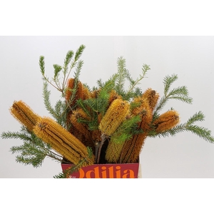 Banksia Ericifolia