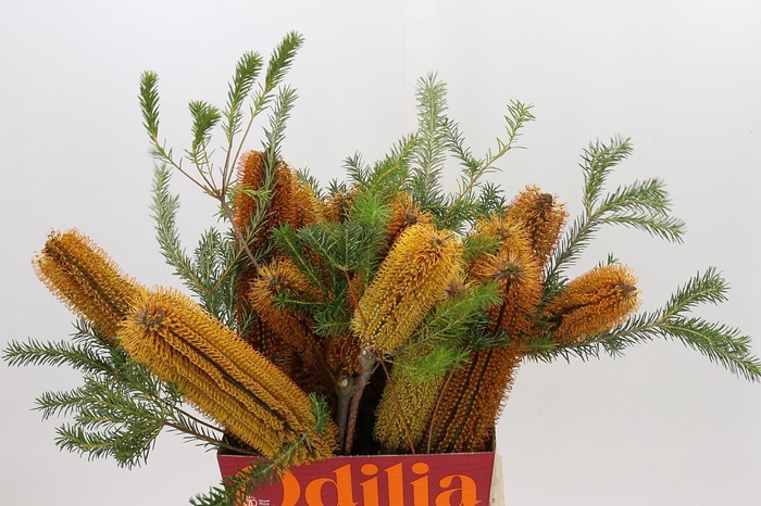 <h4>Banksia Ericifolia</h4>