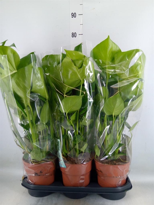 <h4>Monstera delic.</h4>