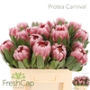 Protea Carnival