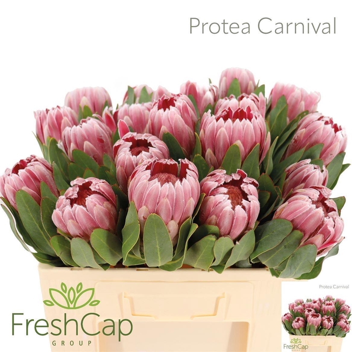 <h4>PROTEA CARNIVAL</h4>