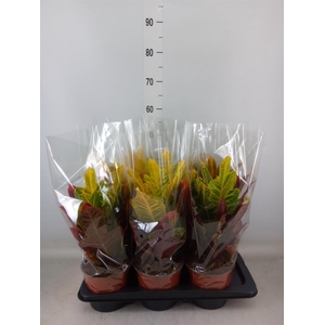 Codiaeum var. GR 'Excellent'