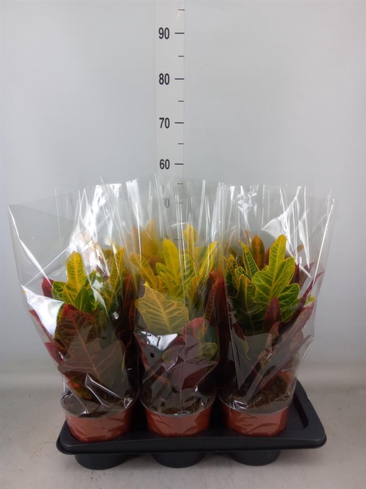 <h4>Codiaeum var. GR 'Excellent'</h4>