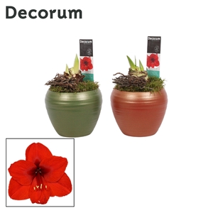 Amaryllis Rood 2 Knop in Melanie HERFST (Decorum)