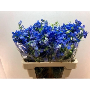 DELPH EN ENERGY BLUE