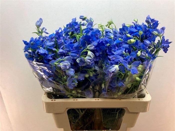 <h4>DELPH EN ENERGY BLUE</h4>