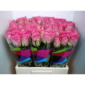 R Gr Madam Pink (big)