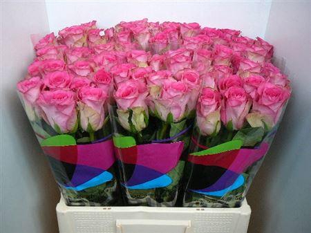 <h4>R Gr Madam Pink (big)</h4>