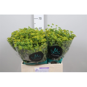 Bupleurum Rotundifol