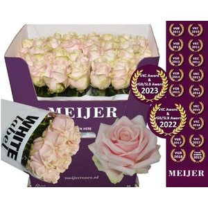 R Gr Sweet Avalanche Meijer White 80 cm