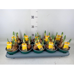 Narcissus DU 'Gold Medal''