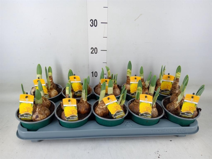 <h4>Narcissus DU 'Gold Medal''</h4>