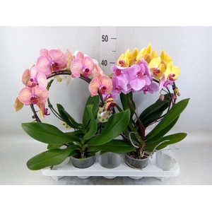 Phalaenopsis   ...