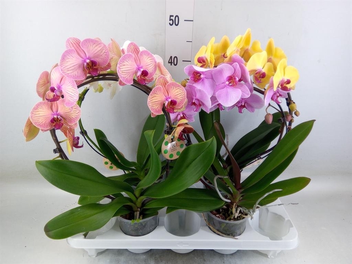 <h4>Phalaenopsis   ...</h4>