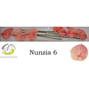 Anthurium Nunzia