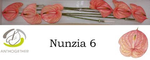 <h4>Anthurium Nunzia</h4>