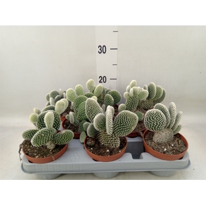 Opuntia microdasys 'Albispina'