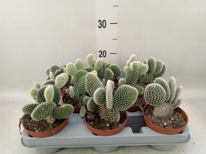 <h4>Opuntia microdasys 'Albispina'</h4>