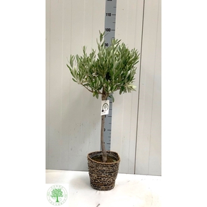 OLEA EUROPAEA