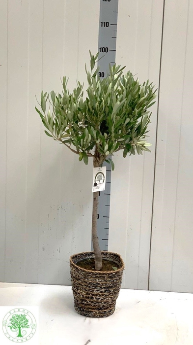 <h4>OLEA EUROPAEA</h4>