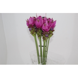 CURCUMA SIAM SHADOW 070 CM