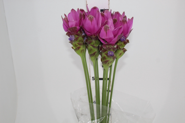 <h4>CURCUMA SIAM SHADOW 070 CM</h4>