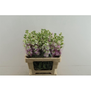 Matth Iron Light Pink