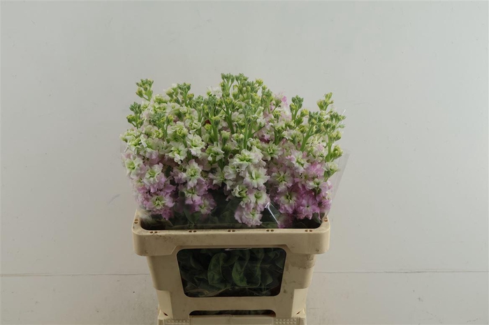 <h4>Matth Iron Light Pink</h4>