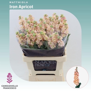 MATTH IRON APRICOT