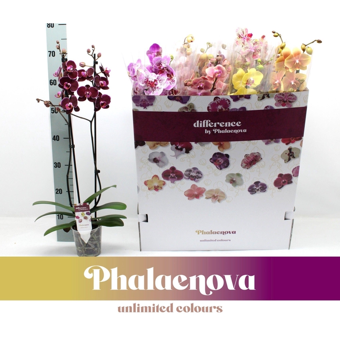 <h4>PHAL GEM 12 KL</h4>