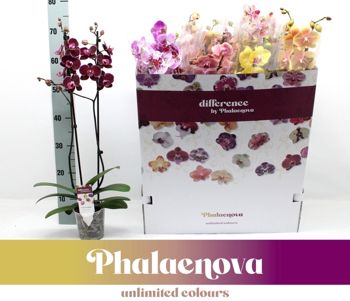 <h4>PHAL GEM 12 KL</h4>