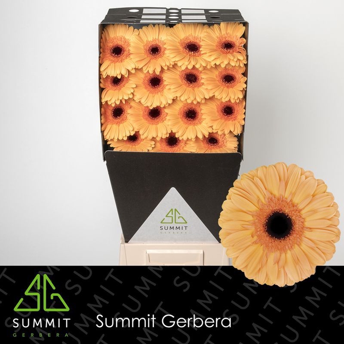 <h4>Gerbera Jetset Diamond</h4>