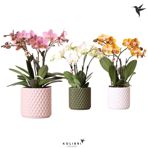 <h4>Kolibri Orchids Phalaenopsis Jewel mix in Diamond mix</h4>