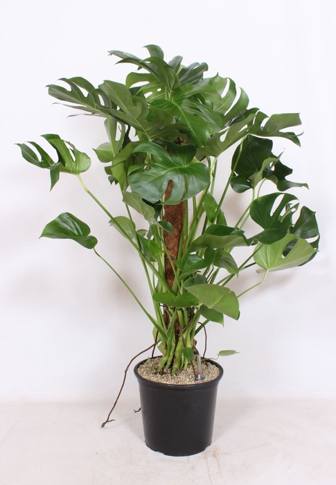 Monstera deliciosa