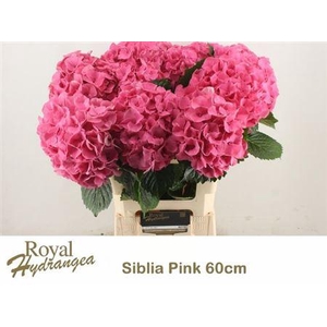 Hydr M Sibilla Rd 60cm