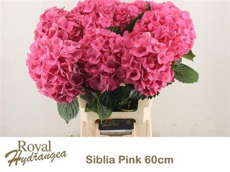 <h4>Hydr M Sibilla Rd 60cm</h4>