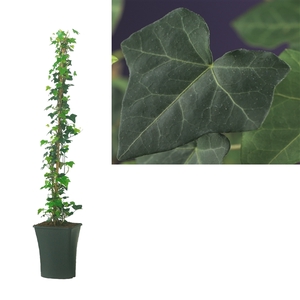 Hedera hibernica +light label