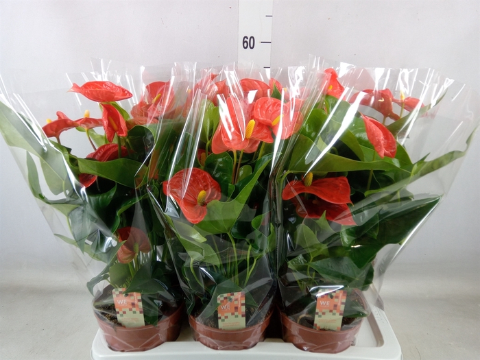 <h4>Anthurium andr. 'Sierra Orange'</h4>