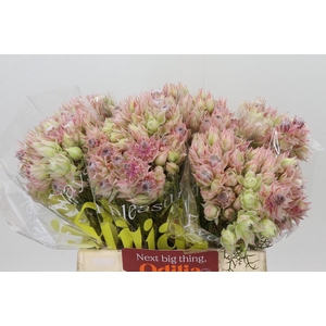 Blushing Bride Pink 2/5 Flowers