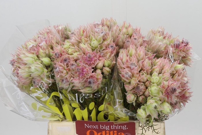<h4>Blushing Bride Pink 2/5 Flowers</h4>